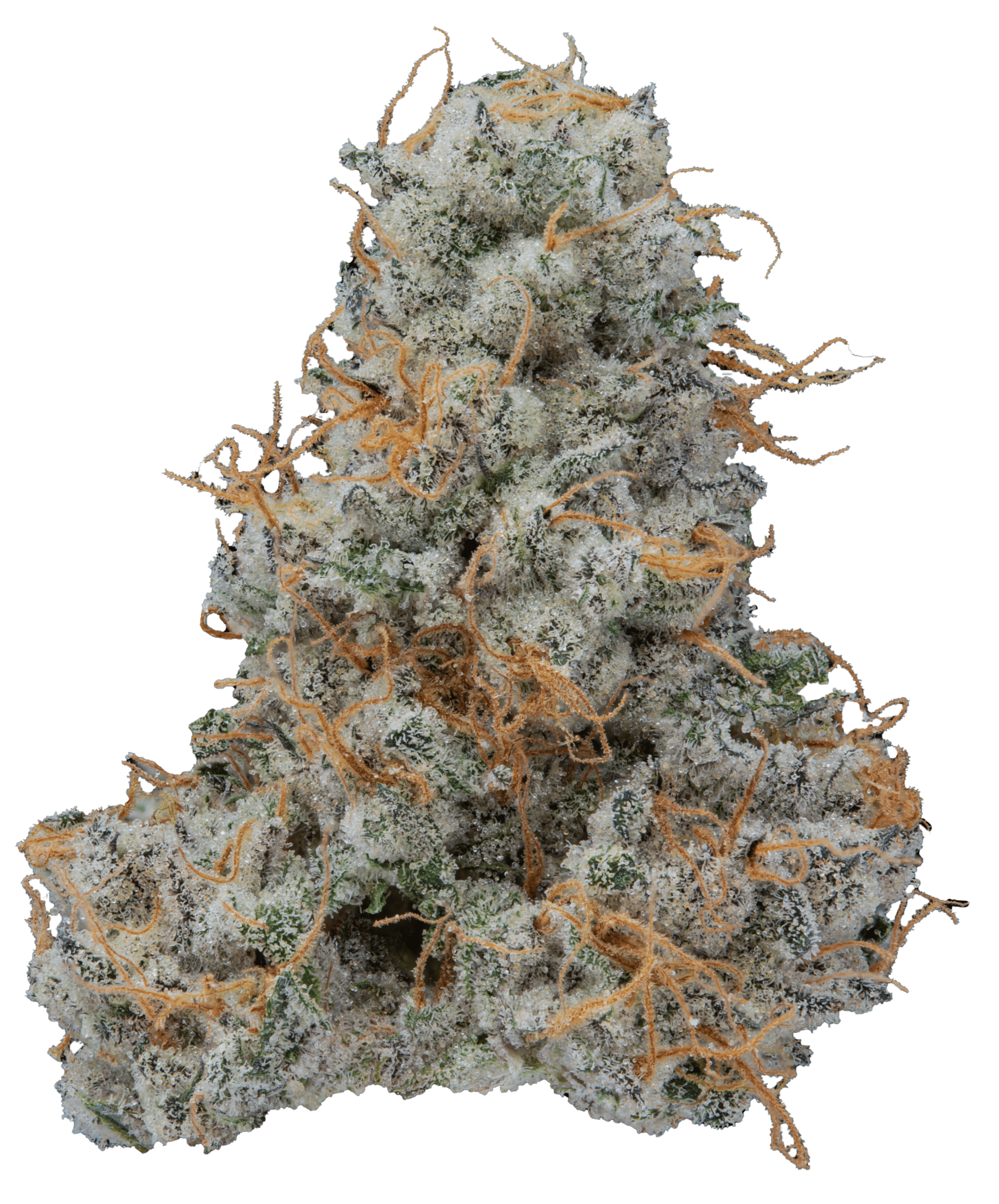 Kush Mints “Rabid Hippy Cut” harvested flower, as labeled by the cited photo source