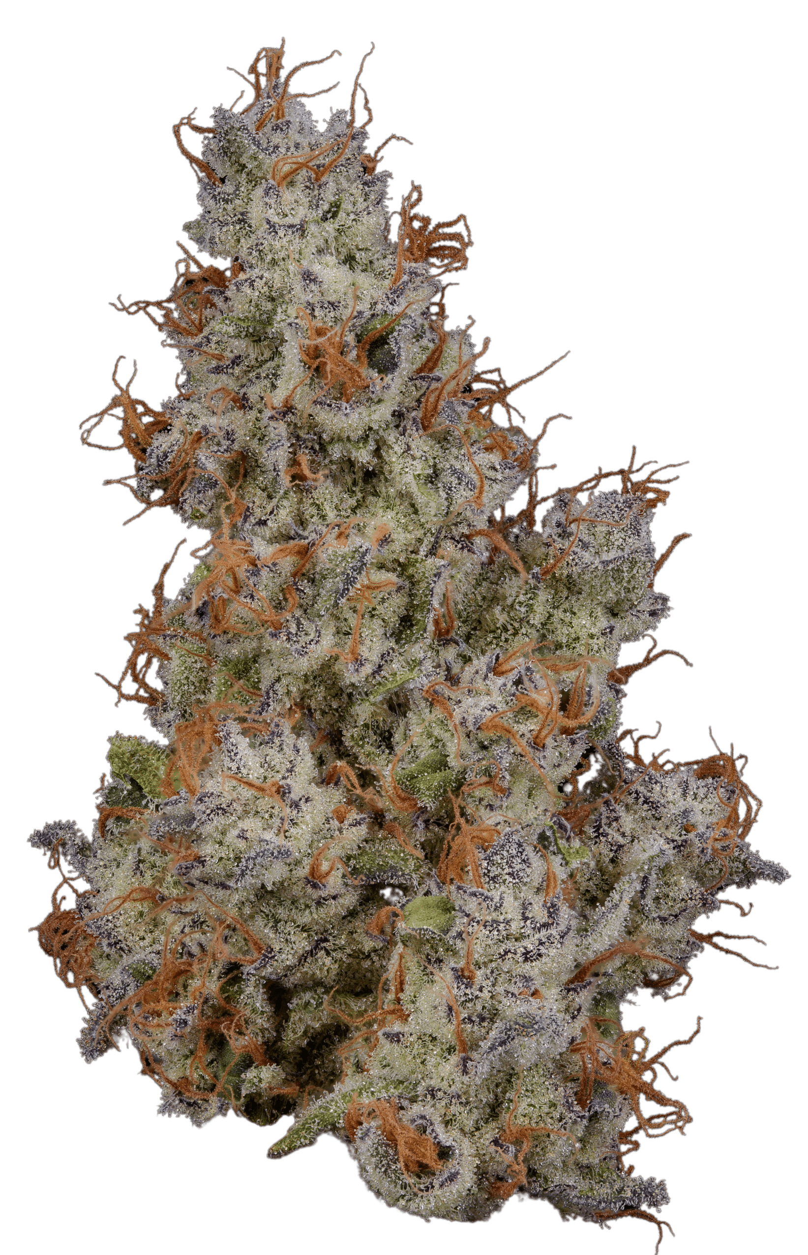 Lemon Slushee harvested flower, as labeled by the cited photo source