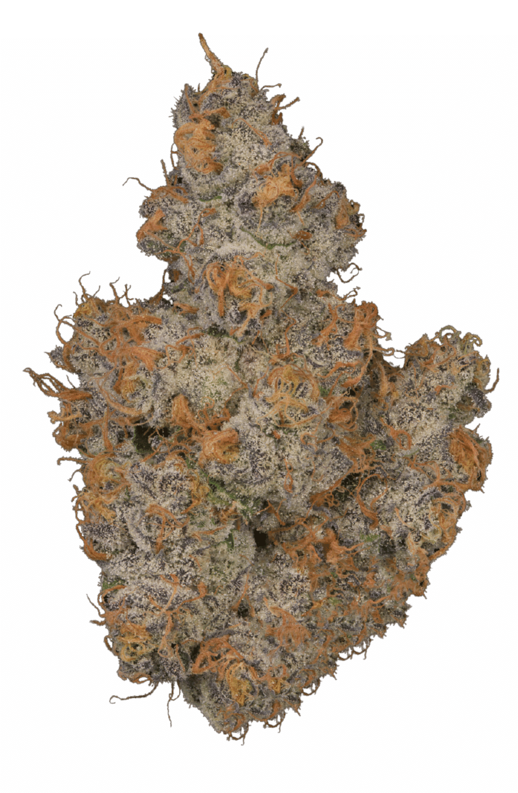 Triple Scoop harvested flower, as labeled by the cited photo source