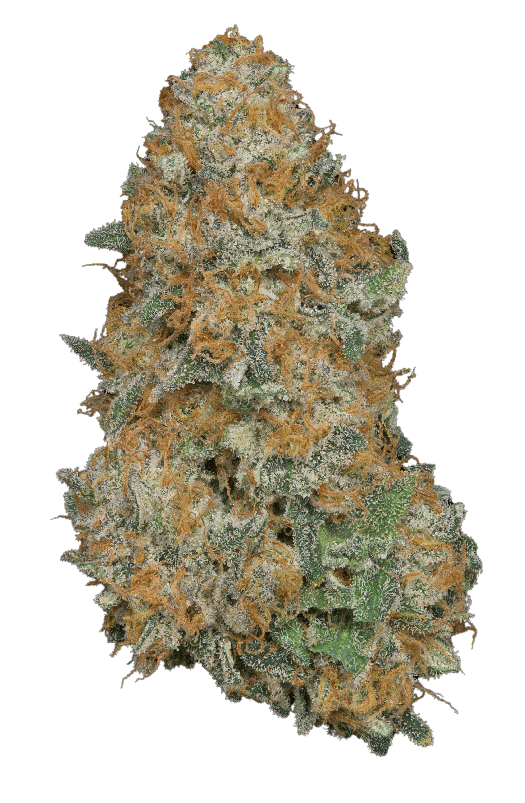 That Badu harvested flower, as labeled by the cited photo source