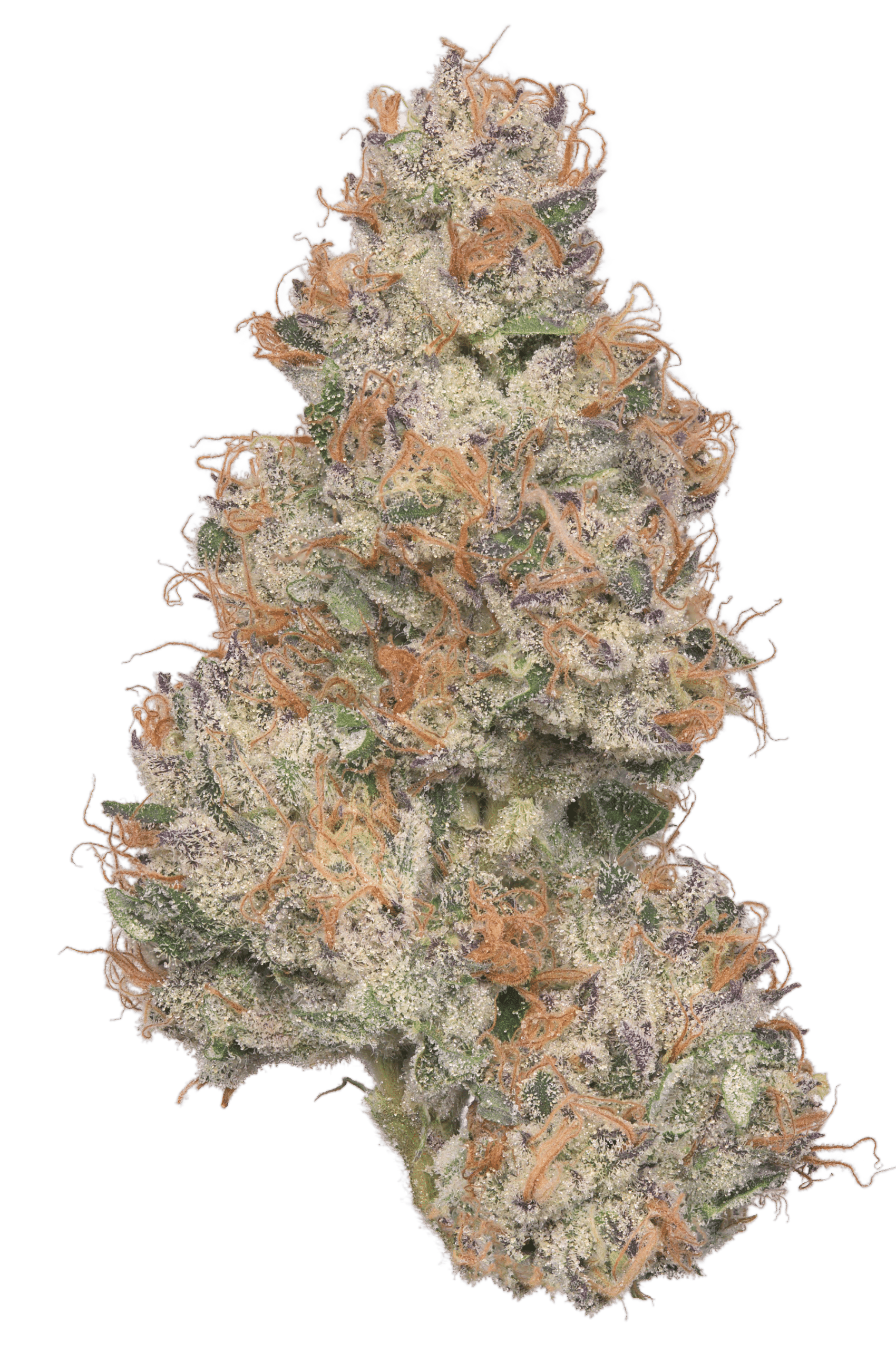 Gasanova - Klutch Cannabis