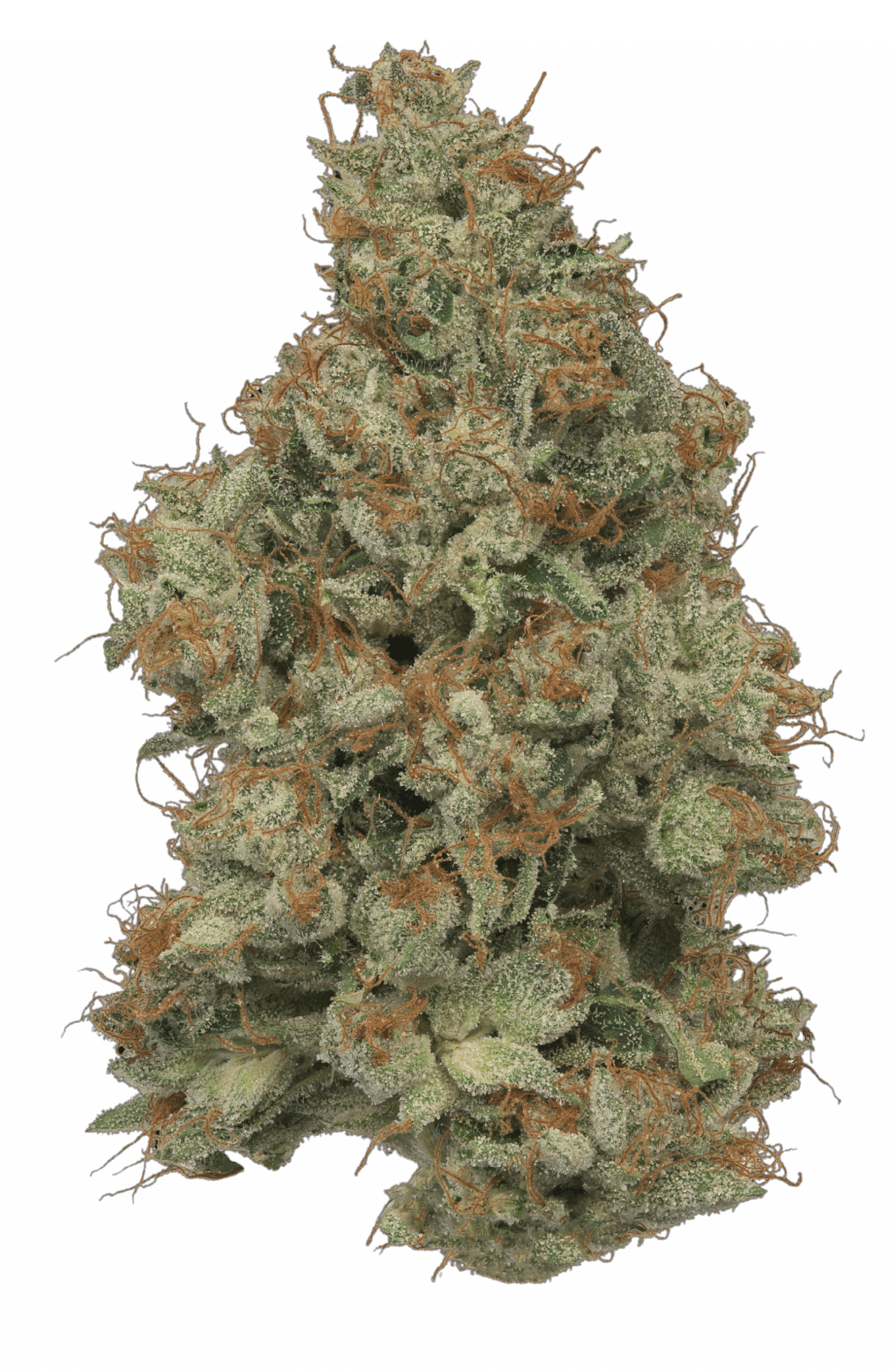 Fire Cake harvested flower, as labeled by the cited photo source