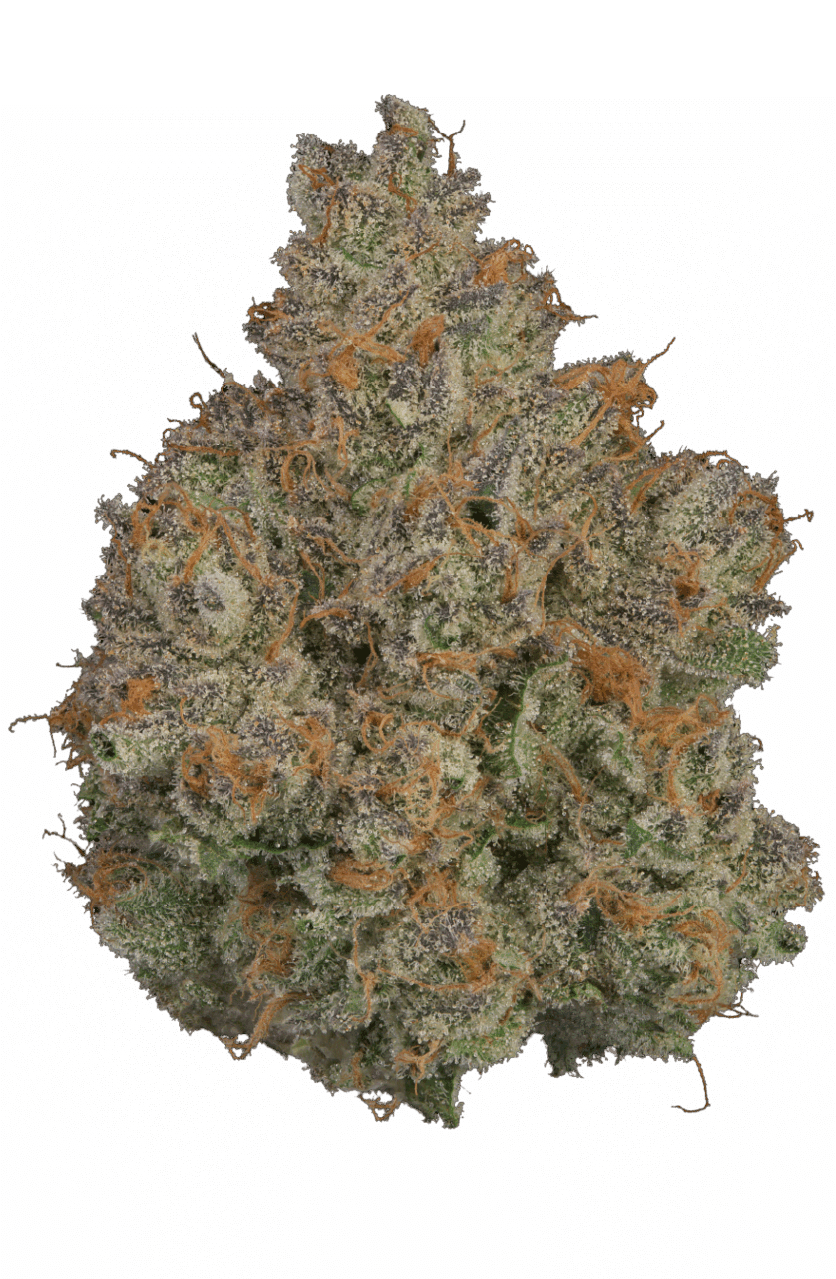 Zamosa harvested flower, as labeled by the cited photo source