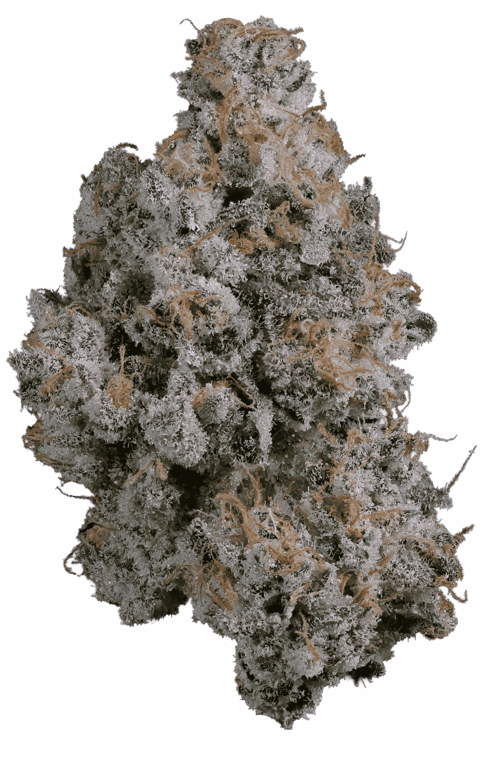 Meltdown harvested flower, as labeled by the cited photo source