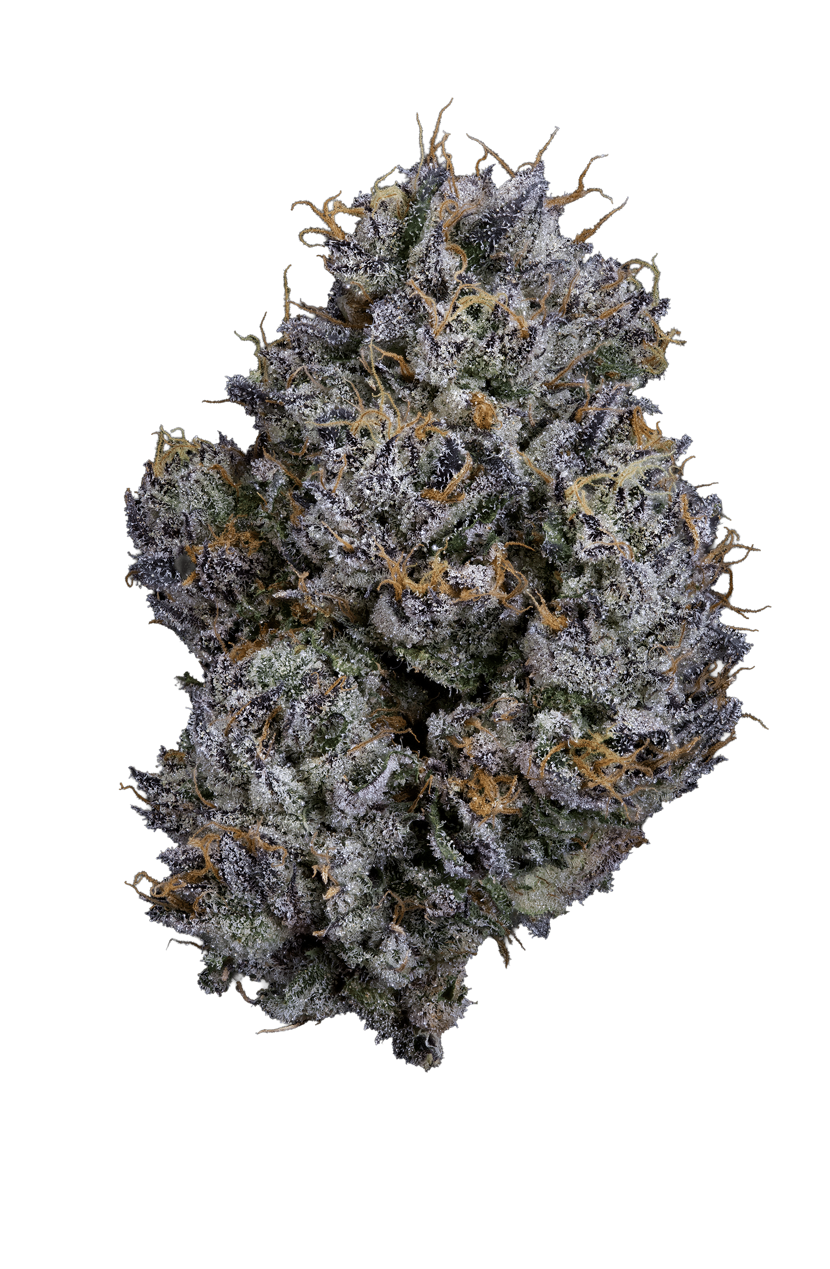 Sherb Cream Pie harvested flower, as labeled by the cited photo source