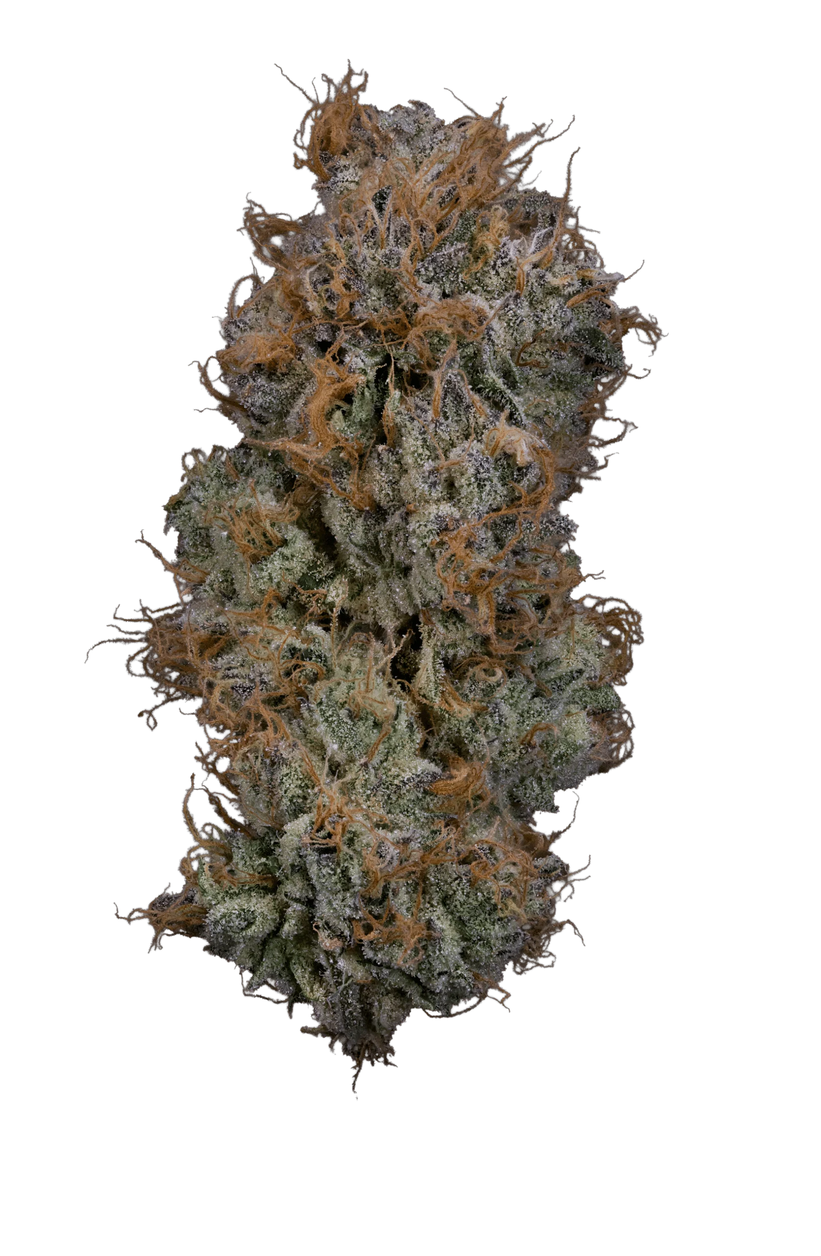 Lemosa harvested flower, as labeled by the cited photo source